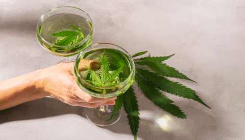 verres contenant des feuilles de cbd infusées