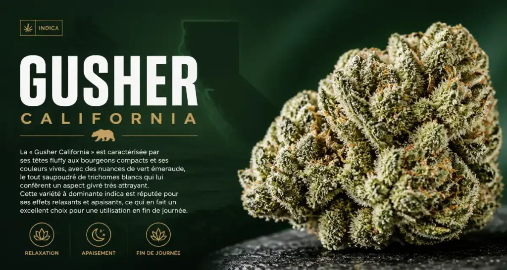 GUSHER CALIFORNIA