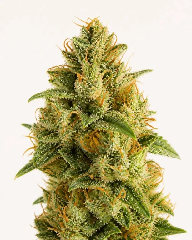 Fleur cbd greenhouse : gros plan éditorial sur une fleur résineuse sous serre